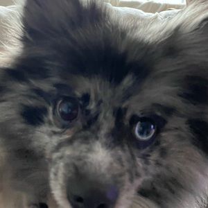 Meet your Posher, Grace